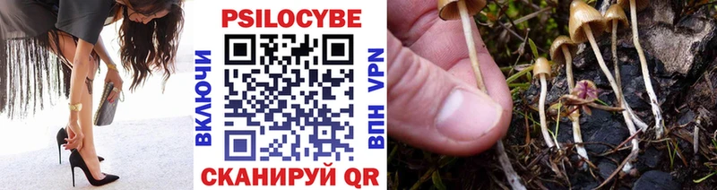 Псилоцибиновые грибы Psilocybe Санкт-Петербург